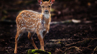 Small deer dirt field forest - top of a dirt field next free wallpaper