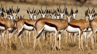 Gazelle herd dry grass field - dry free wallpaper