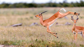 Gazelles jumping grass field trees - free animals wallpaper