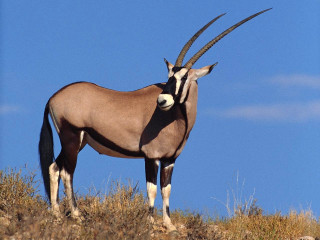 Gazelle hill horns openmouth blue - majestic free wallpaper