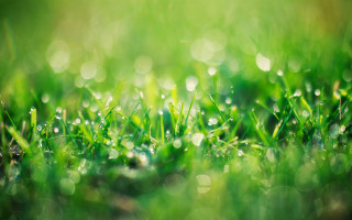 Grass water drops bokeh green - a close up of grass free wallpaper