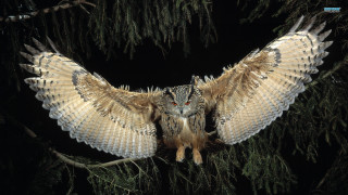 Large owl perched branch wings - a large owl free wallpaper