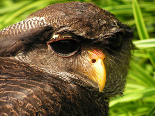 Bird yellow beak brown feathers - a yellow beak free wallpaper