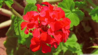 Red flower green leaves blurry 3 - a blurry image free wallpaper