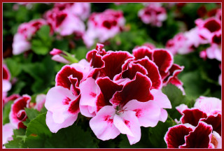 Pink red flowers garden red - the flower free wallpaper