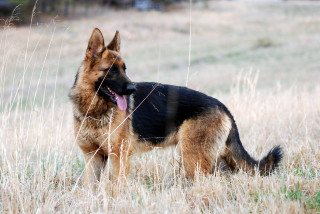 German shepherd dry grass tongue - heroic pose free wallpaper