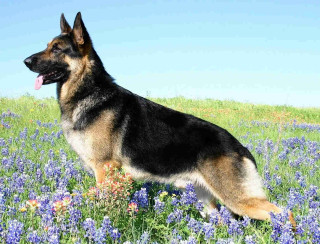 German shepherd field flowers tongue - his tongue free wallpaper