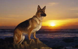 German shepherd sitting rock sunset - heroic pose free wallpaper