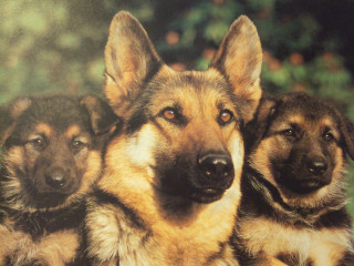 Three dogs brothers hildebrandt shiba 2 - free dogs wallpaper