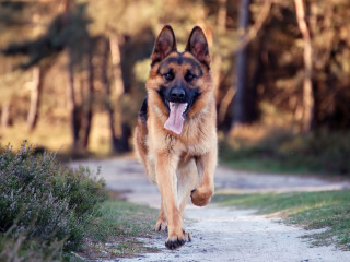 German shepherd running dirt road - its tongue free wallpaper