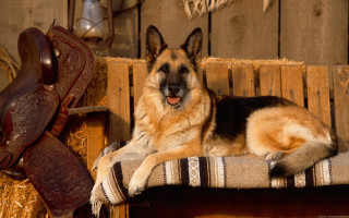 Dog bench barn saddle cowgirl - furry free wallpaper for desktop