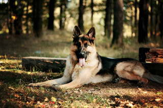 German shepherd woods tongue hanging - his tongue free wallpaper