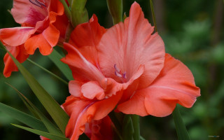 Orange flowers green leaves blurry - the background and a blurry background behind them free wallpaper