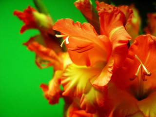 Close up flower green background - a green background behind free wallpaper