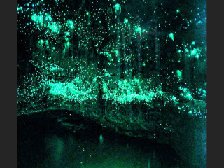 Green glow dark forest trees - bruce munro free wallpaper