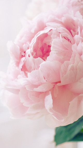 Pink flower vase table white - a still life free wallpaper for mobile