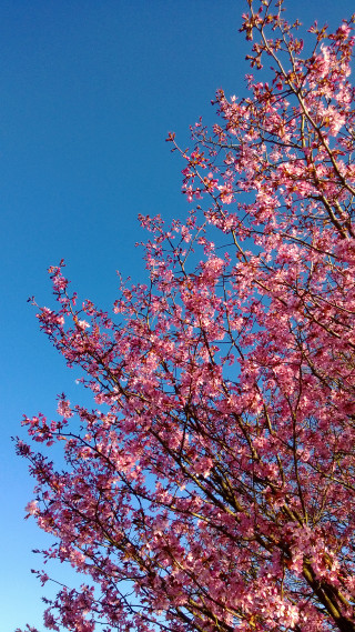 Tree pink flowers blue sky 7 - free spring wallpaper for mobile