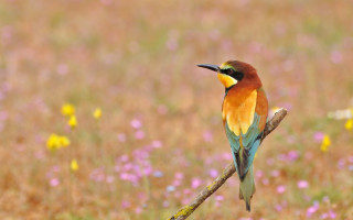 Bird branch field flowers grass - color free wallpaper