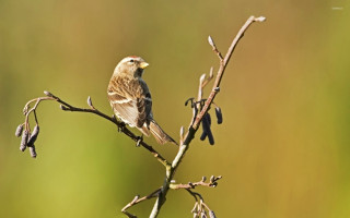 Bird perched branch blurry background - female free wallpaper