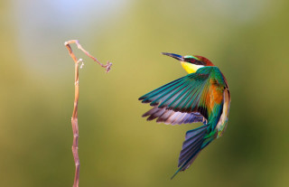 Colorful bird flying plant green 2 - a green background free wallpaper