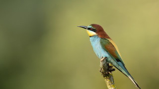 Colorful bird perched branch blurry 4 - a blurry background of trees and grass free wallpaper