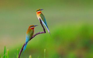 Colorful birds sitting branch grass - two colorful bird free wallpaper