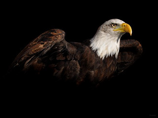 Bald eagle digital painting black - a bald eagle free wallpaper