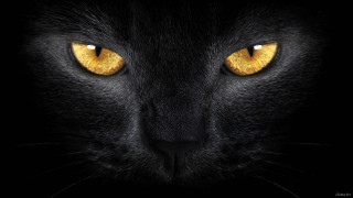 Black cat yellow eyes looking - a black cat free wallpaper