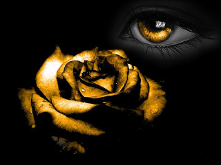 Yellow rose black background eye - brown eye free wallpaper
