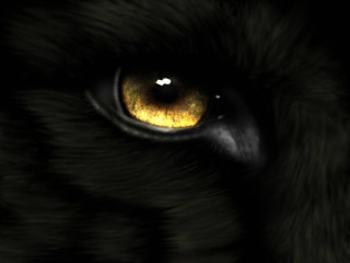 Tiger eye yellow eyeshadow black 2 - realistic eye free wallpaper