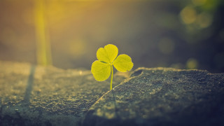 Small green leaf rock sunlight - small free wallpaper