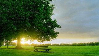 Park bench tree field sunset 3 - the cloud free wallpaper for desktop