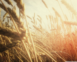 Wheat field sunlight blue sky - heavy free wallpaper