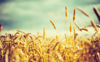 Wheat field blue sky clouds 15 - heavy free wallpaper