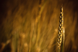Wheat plant closeup blurry background - heavy free wallpaper