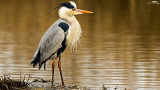 Bird long neck standing water 2 - the water near a shore line free wallpaper