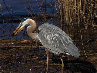 Bird long beak marshy reeds - a long beak free wallpaper