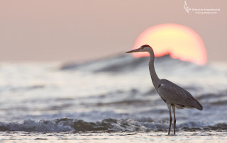 Bird standing water ocean sunset 2 - a wave free wallpaper for desktop