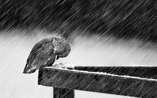 Bird fence snow rain blackwhite - in the snow free wallpaper