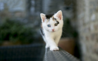 Kitten walking bench brick wall - a wooden bench next free wallpaper