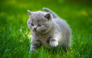 Small kitten grassy field walking - grassy free wallpaper for desktop