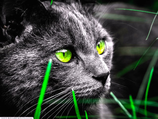 Cat green eyes staring grass - computer art free wallpaper for desktop