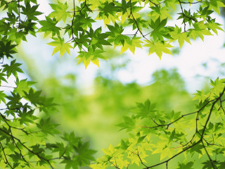 Green tree leaves sky background - a green tree free wallpaper