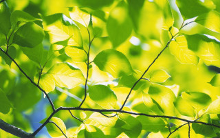 Tree branch leaves blue sky - a close up of a tree branch free wallpaper