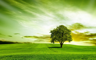 Lone tree green field sunset 2 - a lone tree free wallpaper for desktop