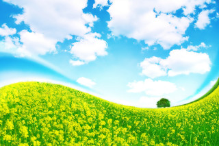 Yellow flowers blue sky clouds 9 - field free wallpaper