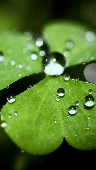Green leaf water droplets black 9 - free nature wallpaper for mobile