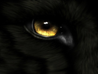 Tiger eye yellow eyeshadow black - realistic free wallpaper
