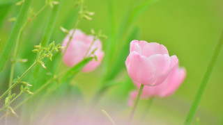 Pink flower macro bokeh soft - soft color free wallpaper