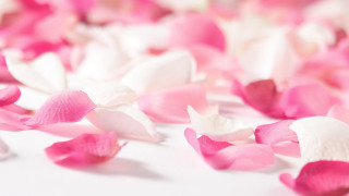 Pink white petals white surface - constance copeman free wallpaper for desktop